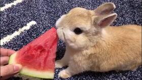 娱乐吃瓜小兔子视频下载,揭秘娱乐圈幕后故事 第1张 娱乐吃瓜小兔子视频下载,揭秘娱乐圈幕后故事 第1张